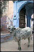 Cow and blue-washed archway. Jodhpur, Rajasthan, India ( color)