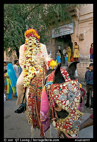Flower-covered groom riding on horse. Jodhpur, Rajasthan, India
