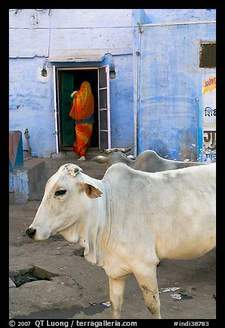 Cow and house with blue-washed walls. Jodhpur, Rajasthan, India (color)
