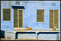 Dogs and sunlit blue house. Jodhpur, Rajasthan, India