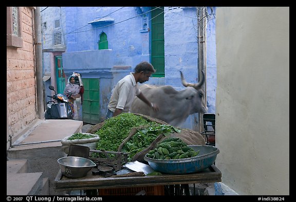 Man pushes away a cown in a narrow street. Jodhpur, Rajasthan, India (color)