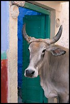 Cow and doorway. Jodhpur, Rajasthan, India ( color)