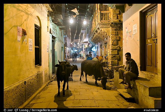 Cows in narrow old city street at night. Varanasi, Uttar Pradesh, India