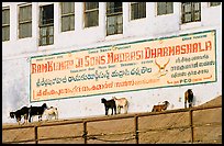 Sheep below a sign in English and Hindi. Varanasi, Uttar Pradesh, India (color)