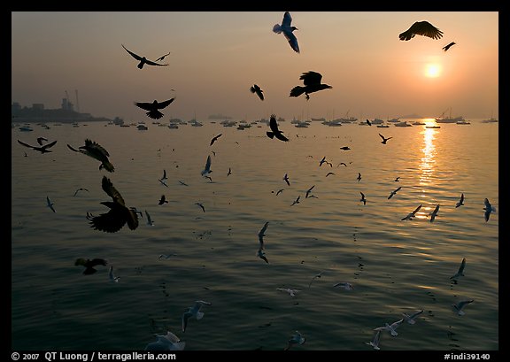 Multitude of birds flying in front of sunrise over harbor. Mumbai, Maharashtra, India (color)