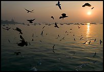Multitude of birds flying in front of sunrise over harbor. Mumbai, Maharashtra, India (color)