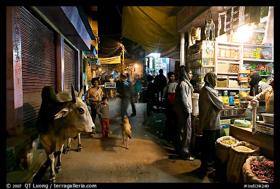 Sacred cow and street by night, Taj Ganj. Agra, Uttar Pradesh, India (color)