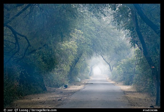 Misty path at down, Keoladeo Ghana National Park. Bharatpur, Rajasthan, India (color)