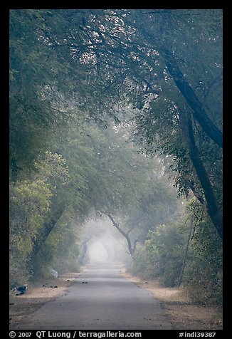 Main path in the dawn mist, Keoladeo Ghana National Park. Bharatpur, Rajasthan, India