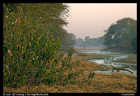 Wetlands at dawn, Keoladeo Ghana National Park. Bharatpur, Rajasthan, India (color)