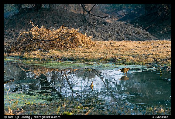 Pond and bird, Keoladeo Ghana National Park. Bharatpur, Rajasthan, India