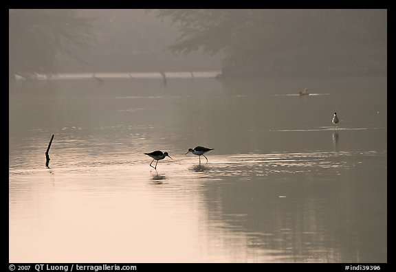 Wadding birds in pond, Keoladeo Ghana National Park. Bharatpur, Rajasthan, India