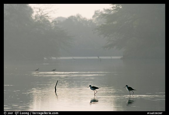Pond with wadding birds, Keoladeo Ghana National Park. Bharatpur, Rajasthan, India (color)