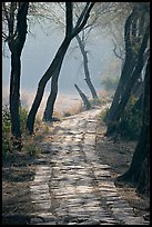 Secondary path, Keoladeo Ghana National Park. Bharatpur, Rajasthan, India (color)