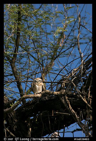 Owl perched in tree, Keoladeo Ghana National Park. Bharatpur, Rajasthan, India (color)