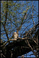 Owl perched in tree, Keoladeo Ghana National Park. Bharatpur, Rajasthan, India (color)