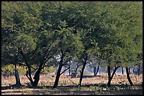 Trees, Keoladeo Ghana National Park. Bharatpur, Rajasthan, India ( color)