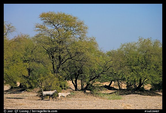 Animals and trees, Keoladeo Ghana National Park. Bharatpur, Rajasthan, India (color)