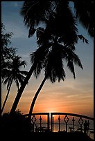 Palm trees and fence at sunrise. Goa, India