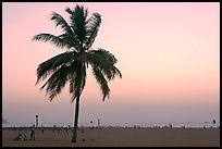Coconut tree on Miramar Beach, sunset. Goa, India