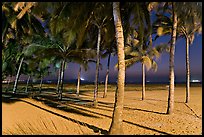 Palm trees and Miramar Beach at twilight. Goa, India