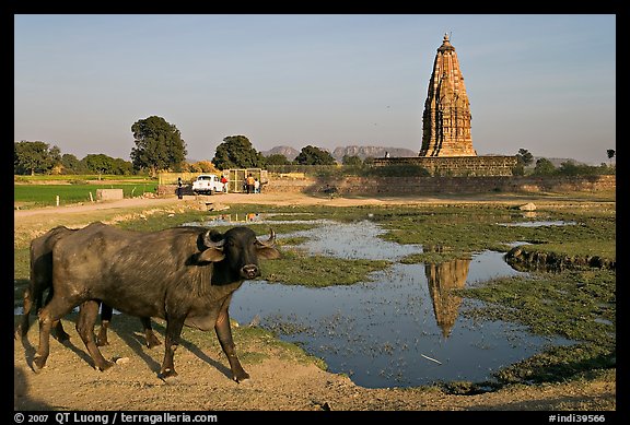 Javari Temple in rural setting with pond and caw, Eastern Group. Khajuraho, Madhya Pradesh, India (color)