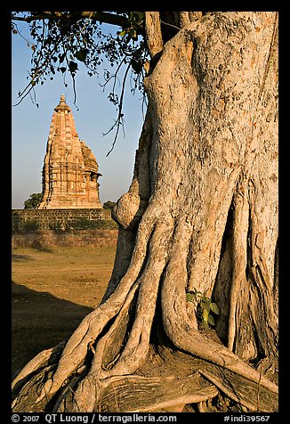 Tree and Javari Temple, Eastern Group. Khajuraho, Madhya Pradesh, India (color)