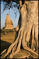 Tree and Javari Temple, Eastern Group. Khajuraho, Madhya Pradesh, India