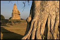 Javari Temple and tree, Eastern Group, late afternoon. Khajuraho, Madhya Pradesh, India
