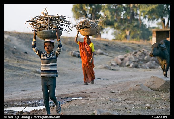 Villagers gathering wood. Khajuraho, Madhya Pradesh, India