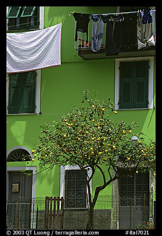 Green house facade with tree and hanging laundry, Riomaggiore. Cinque Terre, Liguria, Italy
