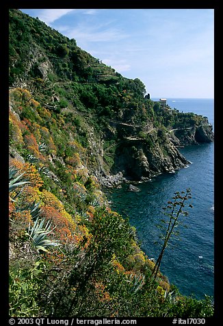 Coastline and cliffs along the Via dell'Amore (Lover's Lane), near Manarola. Cinque Terre, Liguria, Italy (color)