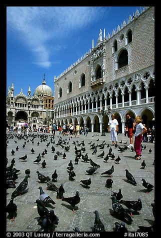 Pigeons, Palazzo Ducale, Basilica San Marco. Venice, Veneto, Italy