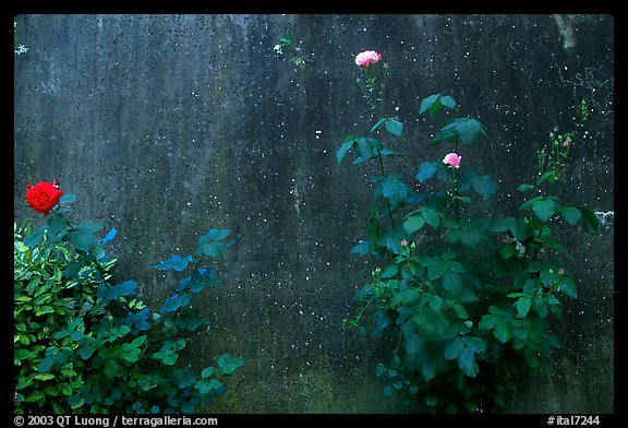 Roses and wall. San Gimignano, Tuscany, Italy (color)