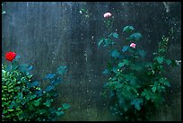 Roses and wall. San Gimignano, Tuscany, Italy ( color)