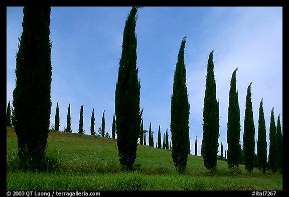 Cypress rows typical of the Tuscan landscape. Tuscany, Italy (color)