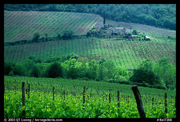 Grape rows, Chianti vineyard and village. Tuscany, Italy