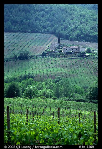 Vineyard in the Chianti region. Tuscany, Italy (color)