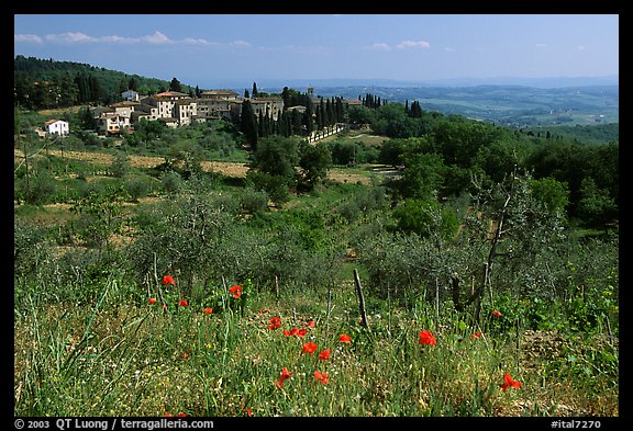 Flowers and rural landscape, Chianti region. Tuscany, Italy