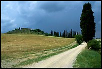 Path lined with cypress trees, Le Crete region. Tuscany, Italy (color)