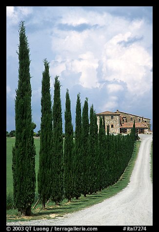 Rural road lined with cypress trees, Le Crete region. Tuscany, Italy