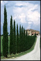 Rural road lined with cypress trees, Le Crete region. Tuscany, Italy