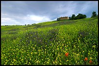 Spring wildflowers and house on hill. Tuscany, Italy (color)