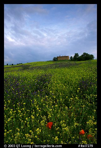 Carpet of spring wildflowers and house on ridge. Tuscany, Italy