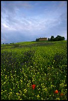 Carpet of spring wildflowers and house on ridge. Tuscany, Italy ( color)