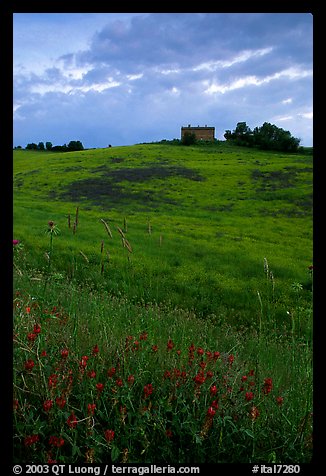 Spring wildflowers and house on hill. Tuscany, Italy (color)
