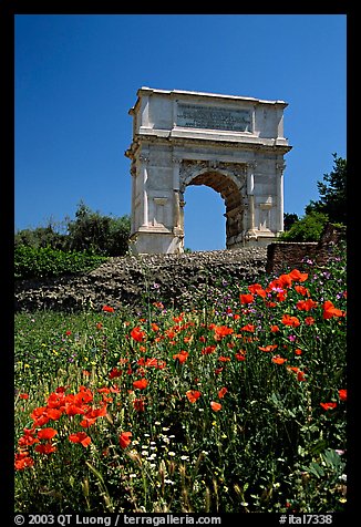 Popies and Arch of Titus, Roman Forum. Rome, Lazio, Italy (color)