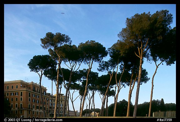 Pines trees and houses. Rome, Lazio, Italy (color)