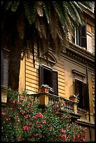 Palm tree and building. Rome, Lazio, Italy ( color)