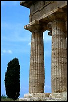 Cypress and columns of Doric Greek Temple of Neptune. Campania, Italy (color)
